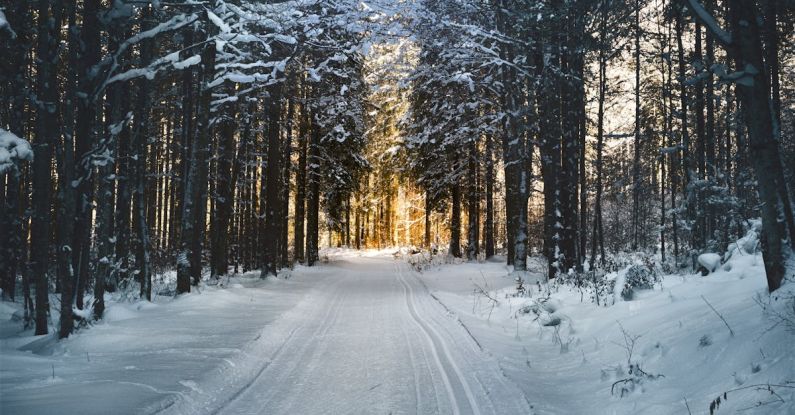 Winter - Landscape Photography of Snow Pathway Between Trees during Winter