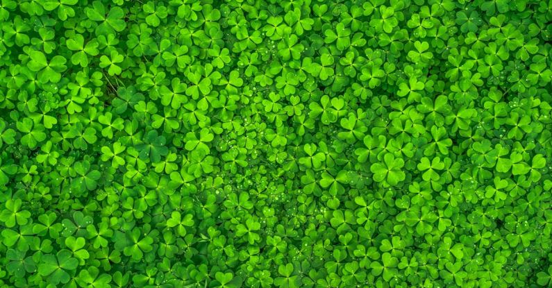 St. Patrick's Day - Top View Photo of Clover Leaves